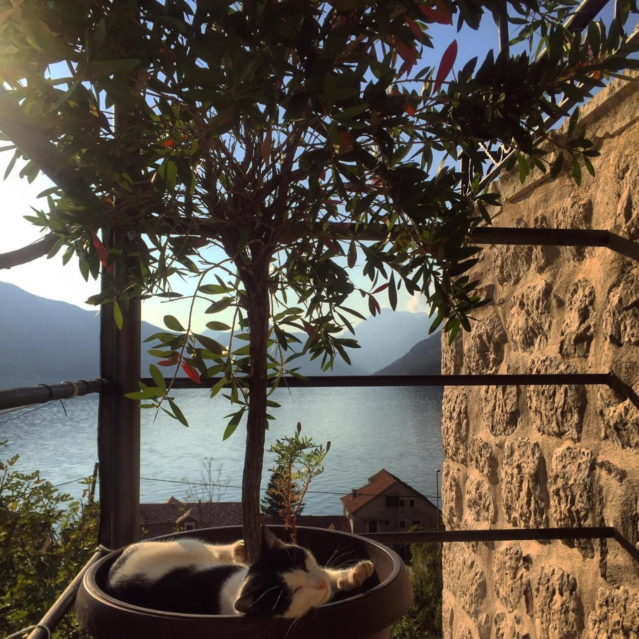 Apartment Terazza Di Ljuta Kotor Luaran gambar